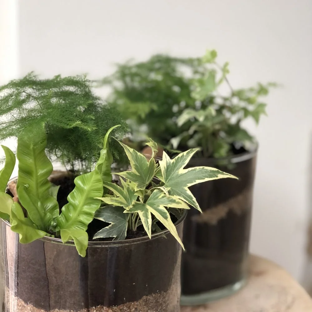 Terrarium ouvert, par Eglantine Fleuriste, fleuriste à Bouguenais
