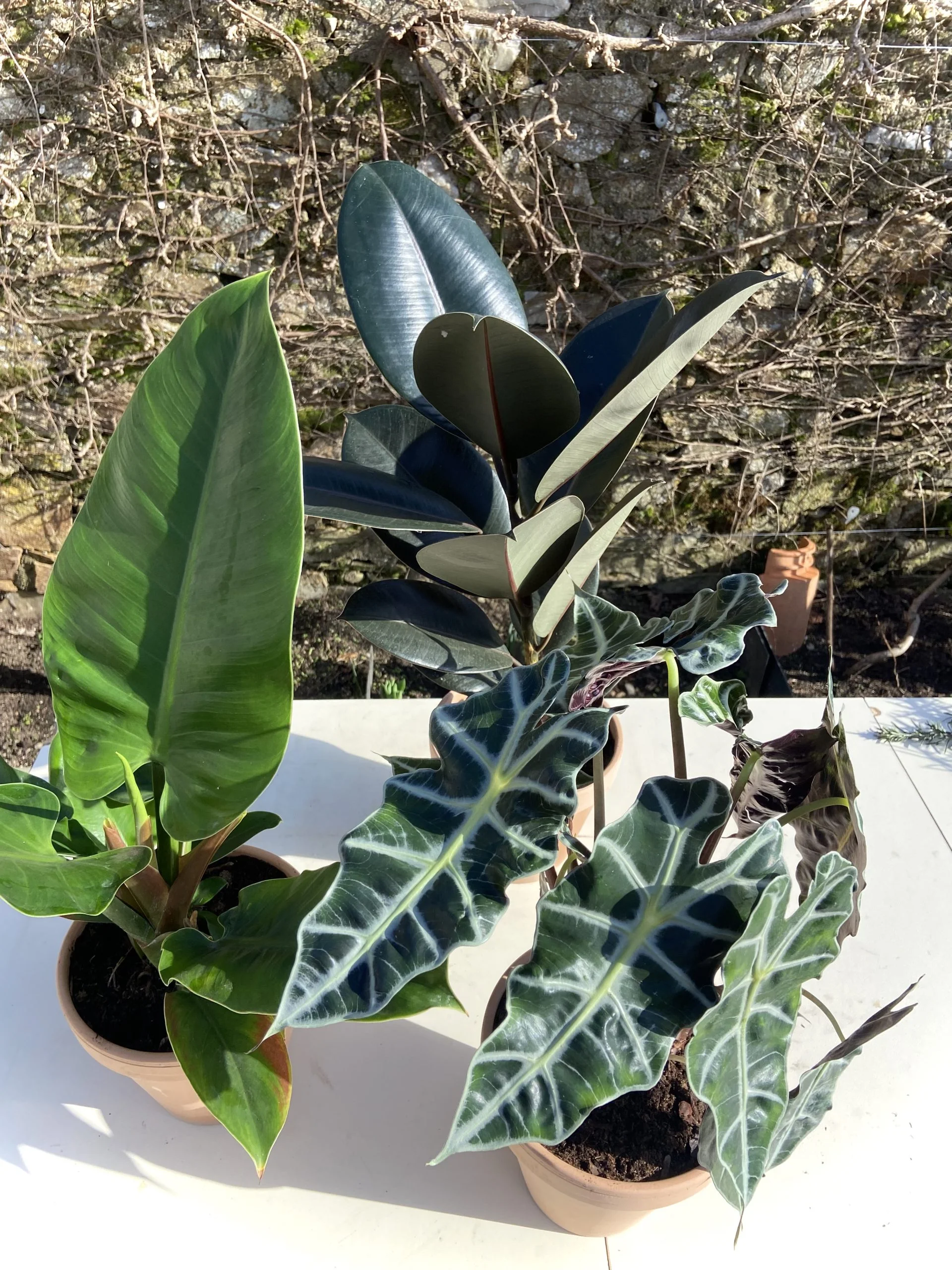 Plante et cache pot, par Eglantine Fleuriste, fleuriste à Bouguenais