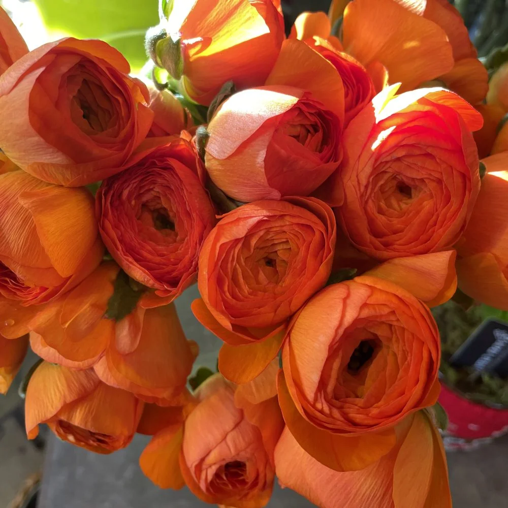 Bouquet de Renoncules, par A fleurs de peau, fleuriste à Les Mureaux