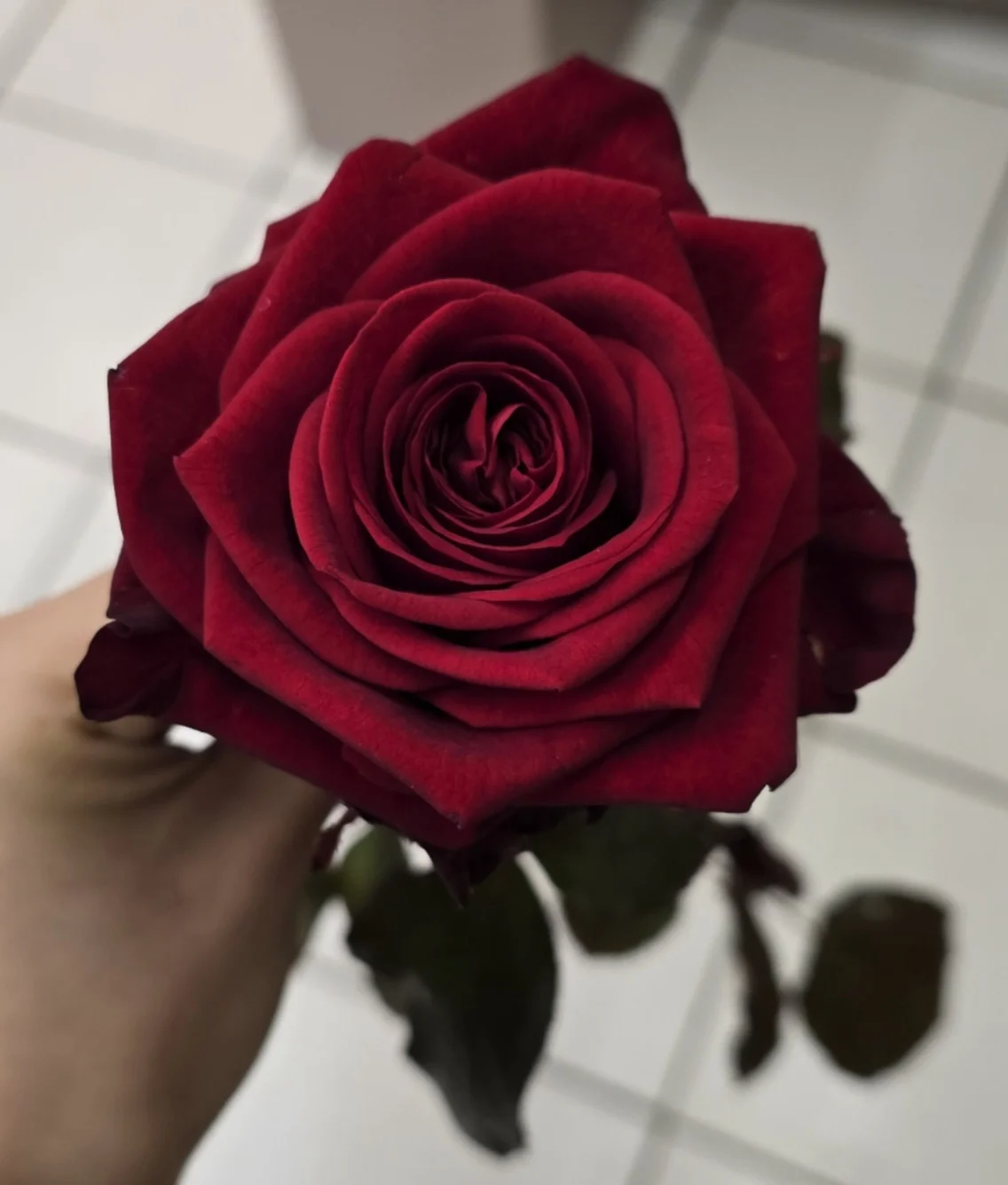 Bouquet de Roses rouges, par Perles De Rosée, fleuriste à Champigny-sur-Marne
