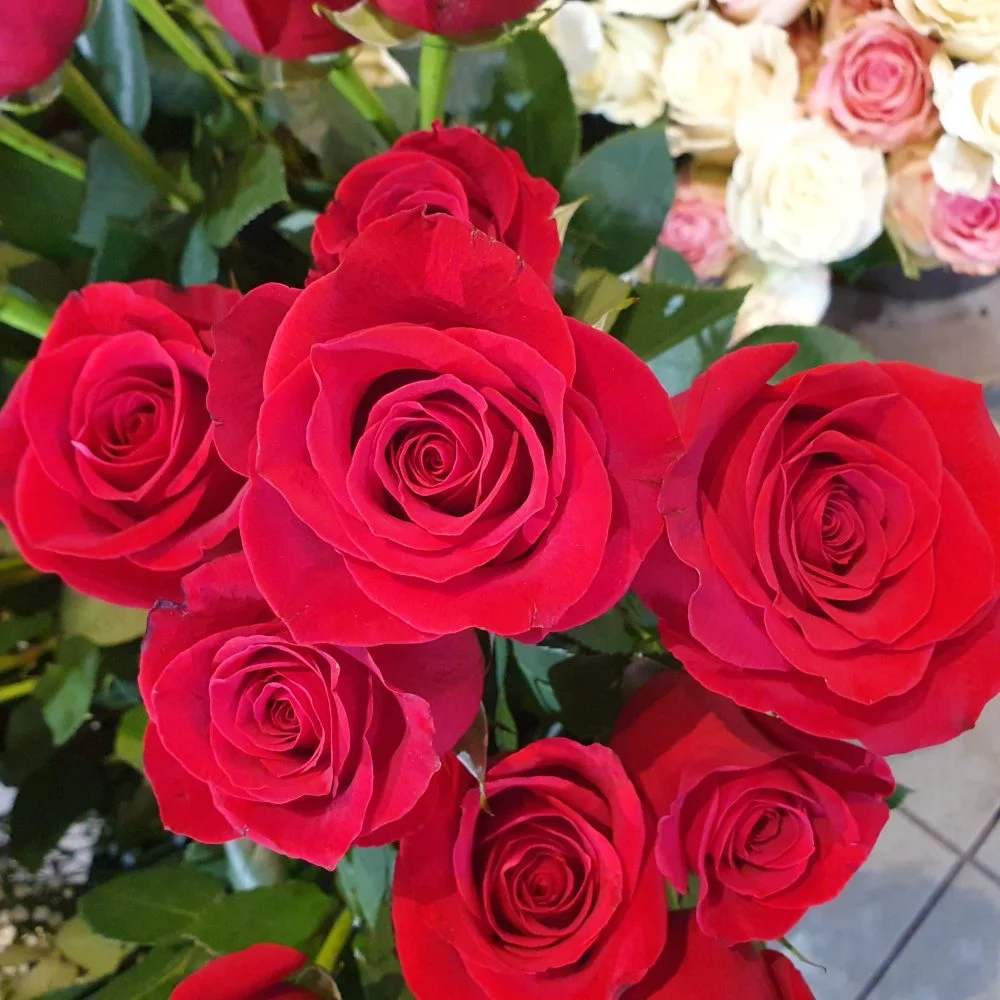 rose rouge st valentin, par O'fleurs de Charlotte, fleuriste à Béthisy-Saint-Pierre