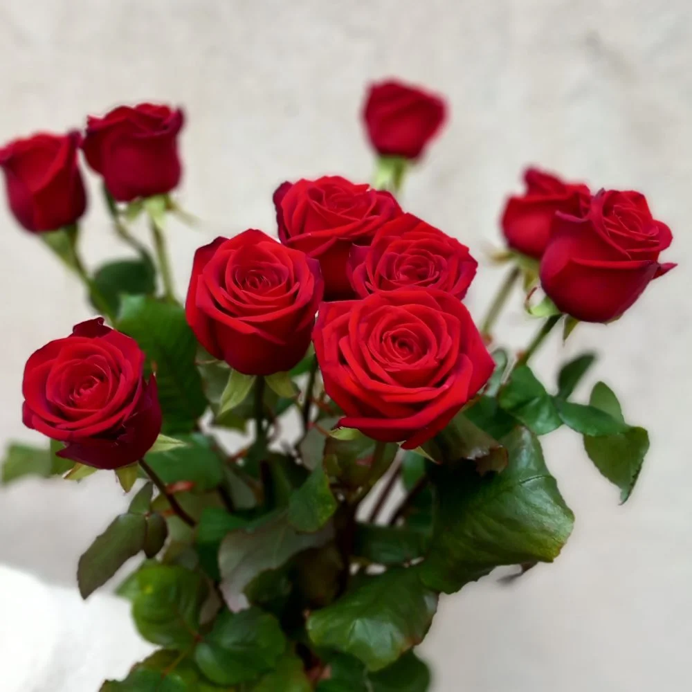 ROSE ROUGE A LA TIGE, par Apothéose, fleuriste à Caen
