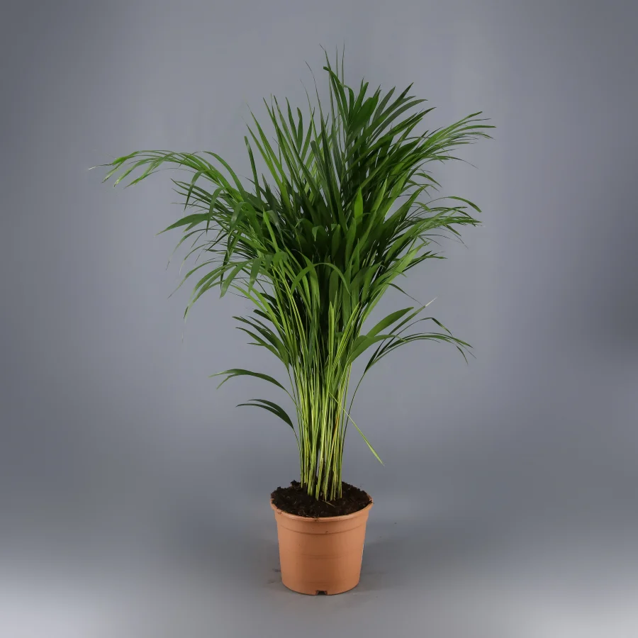 Kentia, par Green Lab, fleuriste à Aix-en-Provence