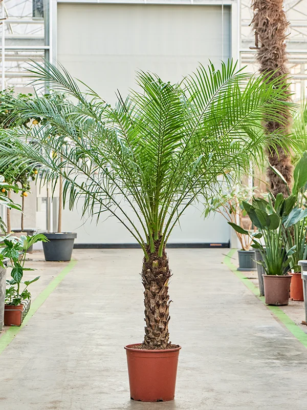 Phoenix roebelenii, par Green Lab, fleuriste à Aix-en-Provence