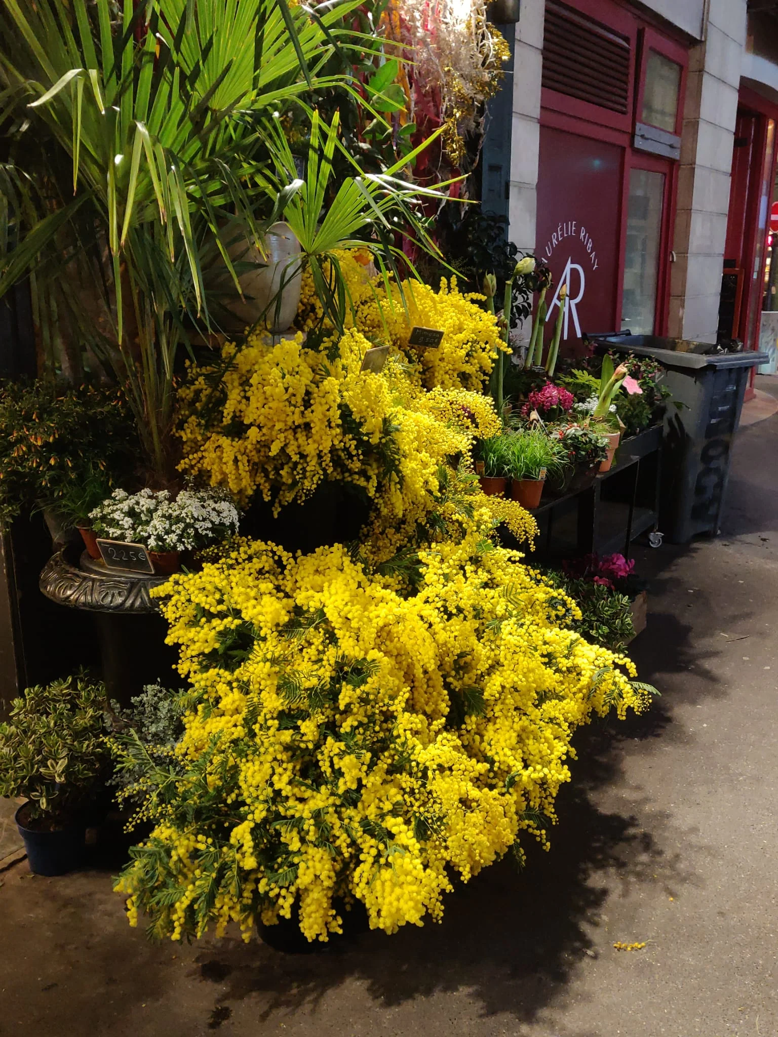 MIMOSA, par Adonis fleurs Paris, fleuriste à Paris