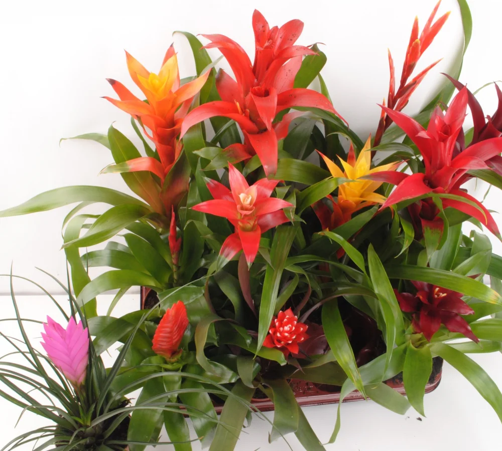 Bromelia, par Green Lab, fleuriste à Aix-en-Provence