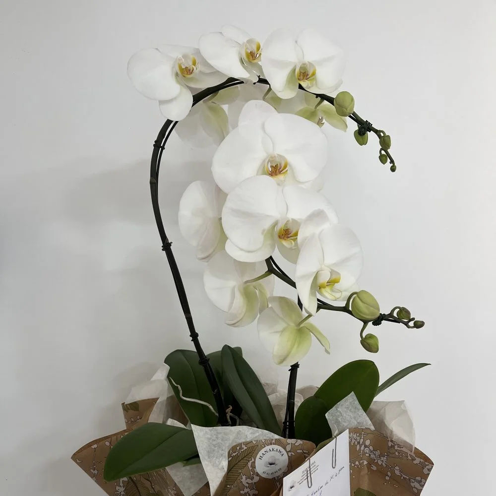 Orchidée de prestige sur commande, par Hanakawa, fleuriste à Meudon