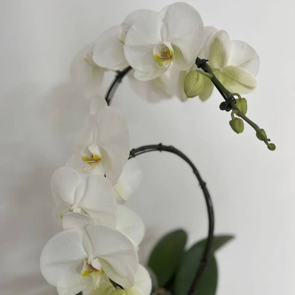 Orchidée de prestige sur commande, par Hanakawa, fleuriste à Meudon