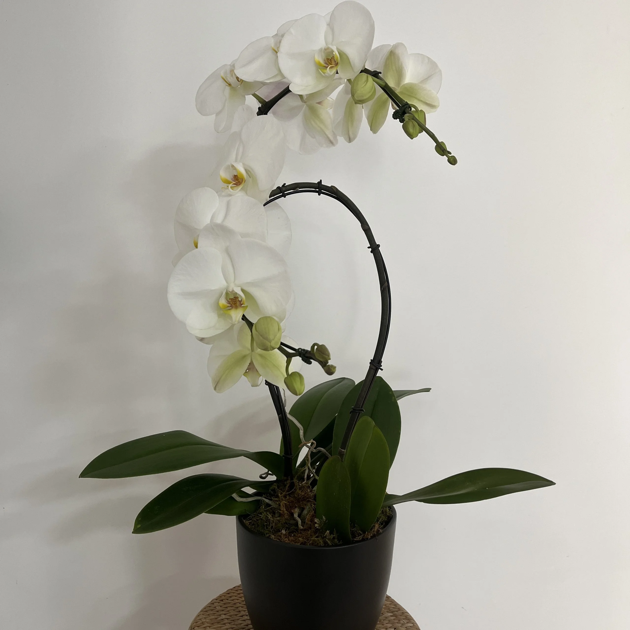 Orchidée de prestige sur commande, par Hanakawa, fleuriste à Meudon