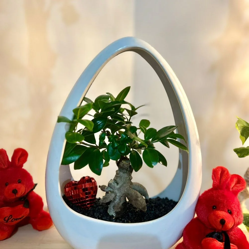 Mini Ficus d’Amour, par Le Jardin d'Amandine, fleuriste à Thiais