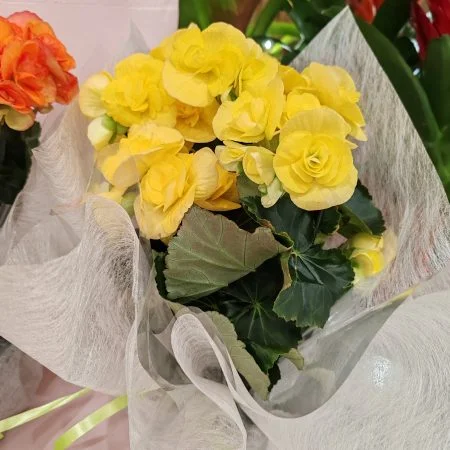 Bégonia Fête des grand mères, par Duo de Fleurs, fleuriste à Toulon