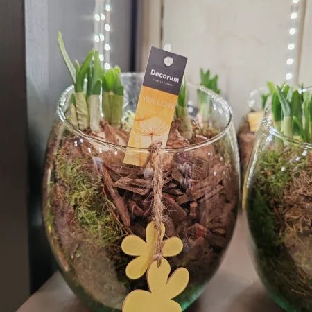 Composition de jonquille en pot, par Duo de Fleurs, fleuriste à Toulon