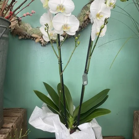 belle orchidee blanche, par A fleurs de peau, fleuriste à Les Mureaux