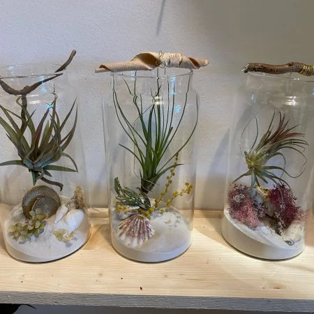 Tillandsia, par Gaïa, fleuriste à Ondres