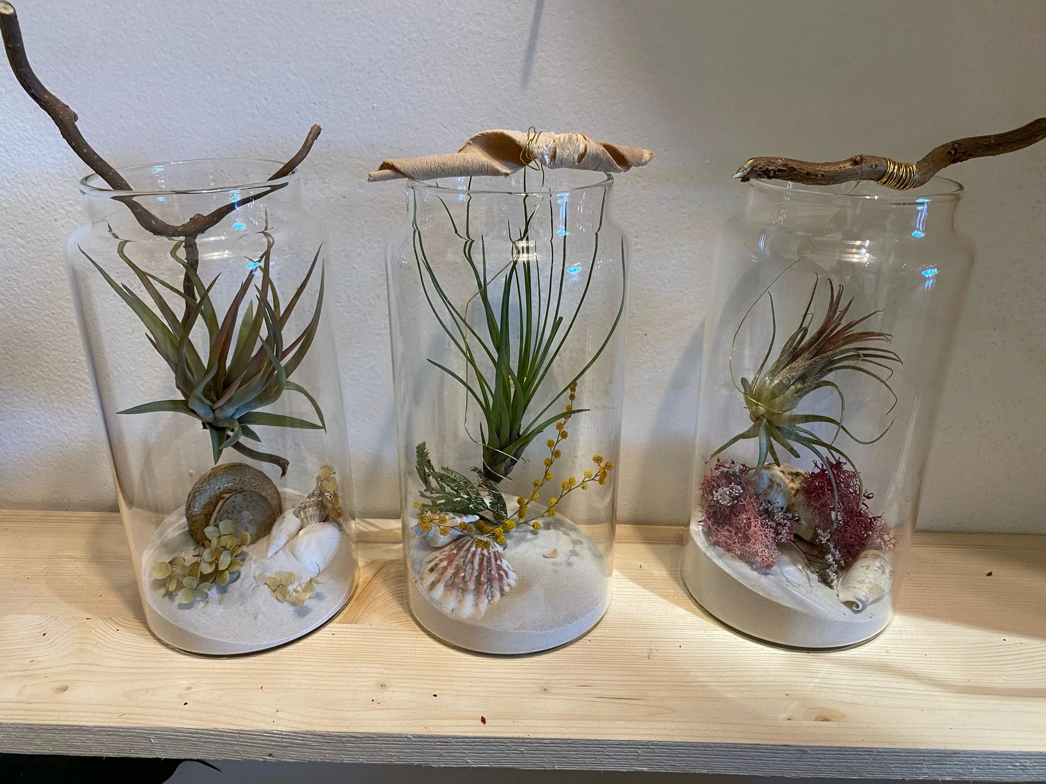 Tillandsia, par Gaïa, fleuriste à Ondres