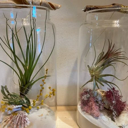 Tillandsia, par Gaïa, fleuriste à Ondres
