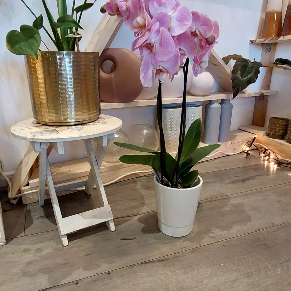 Orchidée Phalaenopsis 2 branches - Plante Fleurie d'intérieur avec Cache Pot, par Gaïa, fleuriste à Ondres