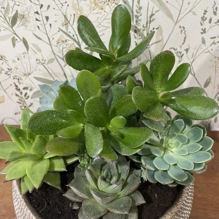Coupe de succulentes, par Ostara, fleuriste à Grenoble