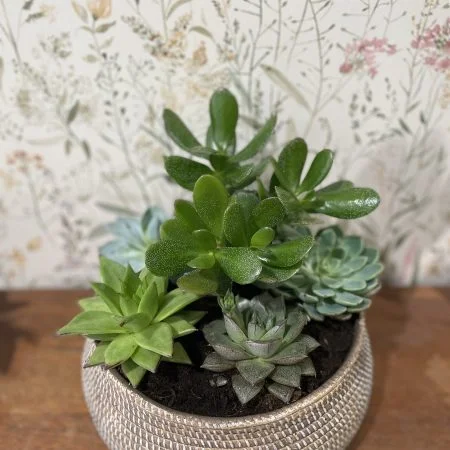 Coupe de succulentes, par Ostara, fleuriste à Grenoble