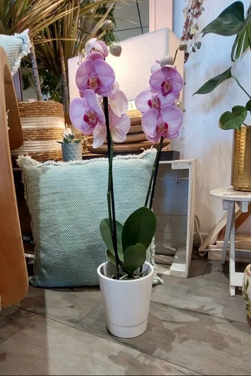 Orchidée Phalaenopsis 2 branches - Plante Fleurie d'intérieur avec Cache Pot, par Gaïa, fleuriste à Ondres