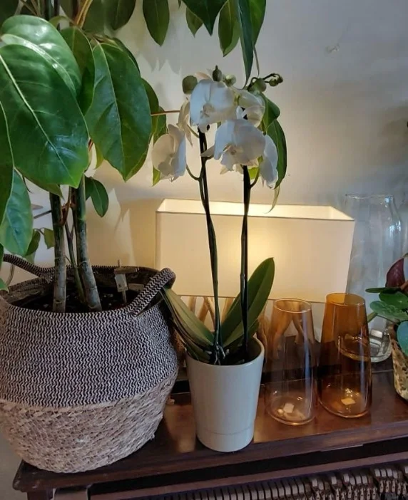 Orchidée Phalaenopsis 2 branches - Plante Fleurie d'intérieur avec Cache Pot, par Gaïa, fleuriste à Ondres