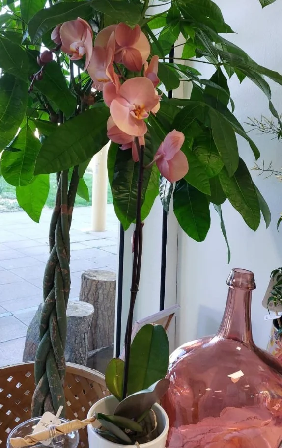 Plante Intérieur Orchidée Orchidée Beallara Peggy Gothic - Plante Naturelle 30-40cm - Fleurs Parfumées - Livraison De Hollande Orchidée Intérieur Vivante