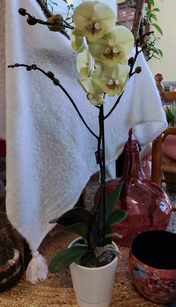 Orchidée Phalaenopsis 1 branche - Plante Fleurie d'intérieur avec Cache Pot, par Gaïa, fleuriste à Ondres