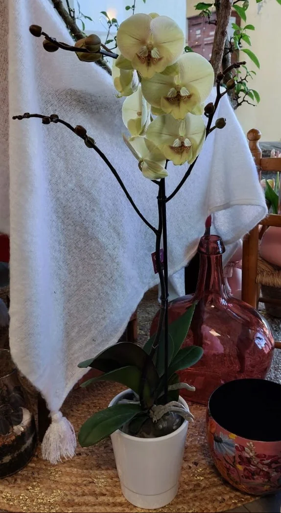 Orchidée Phalaenopsis 1 branche – Plante Fleurie d&rsquo;intérieur avec Cache Pot, par Gaïa, fleuriste à Ondres