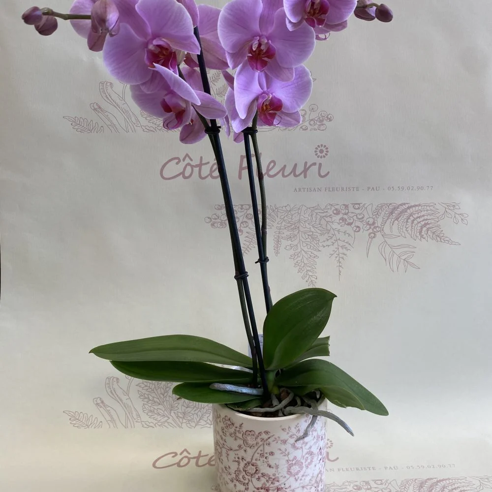 Belle Orchidée, par Côté Fleuri, fleuriste à Pau