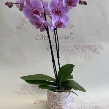 Belle Orchidée, par Côté Fleuri, fleuriste à Pau