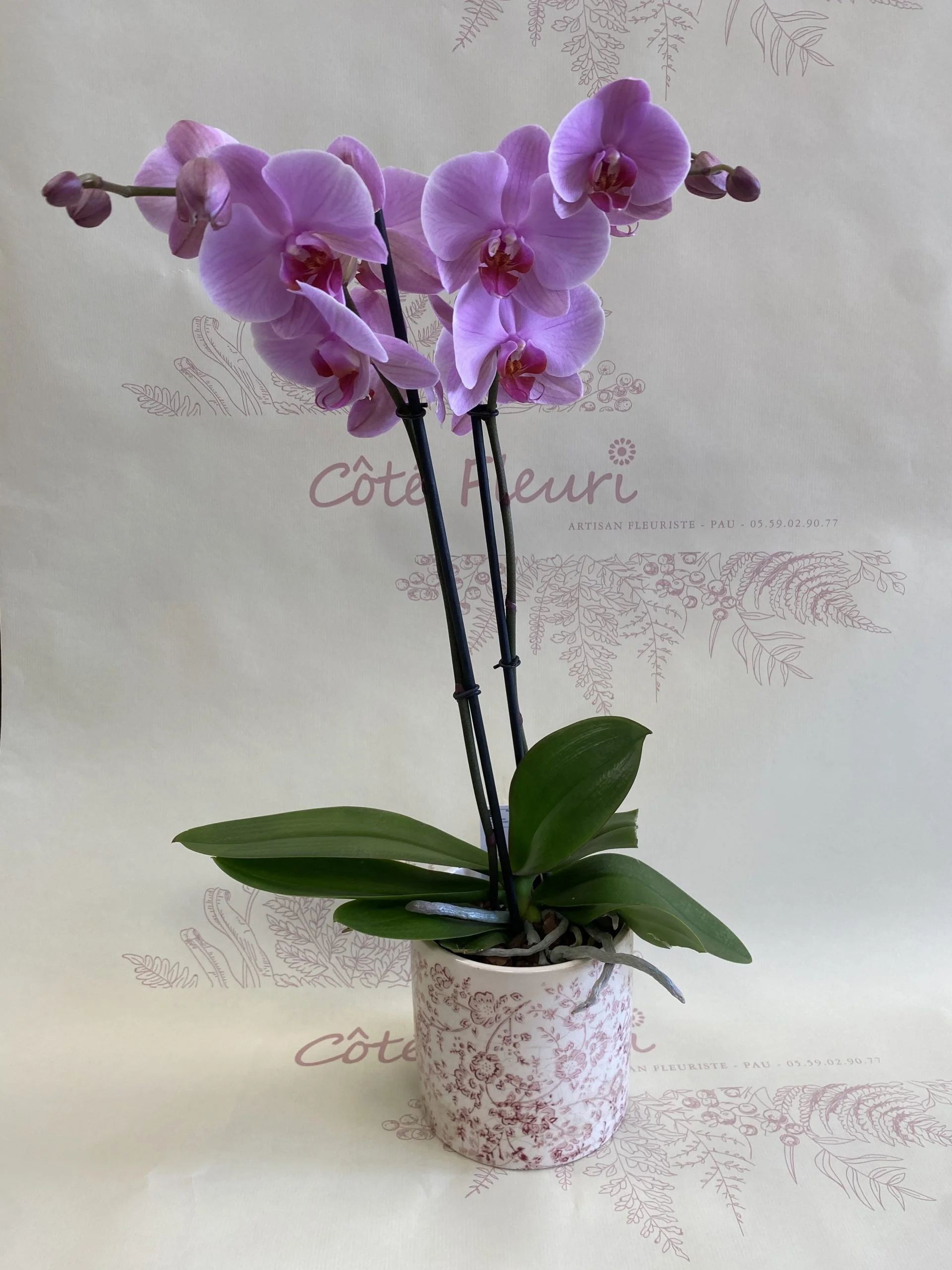 Belle Orchidée, par Côté Fleuri, fleuriste à Pau