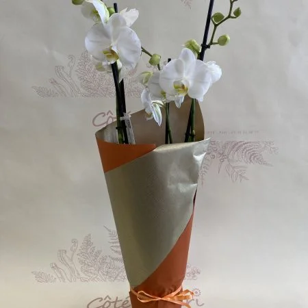 Belle Orchidée, par Côté Fleuri, fleuriste à Pau
