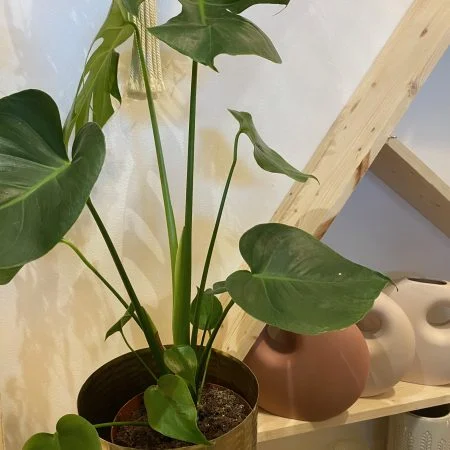 Monstera, par Gaïa, fleuriste à Ondres