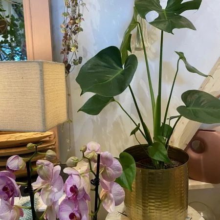 Monstera, par Gaïa, fleuriste à Ondres