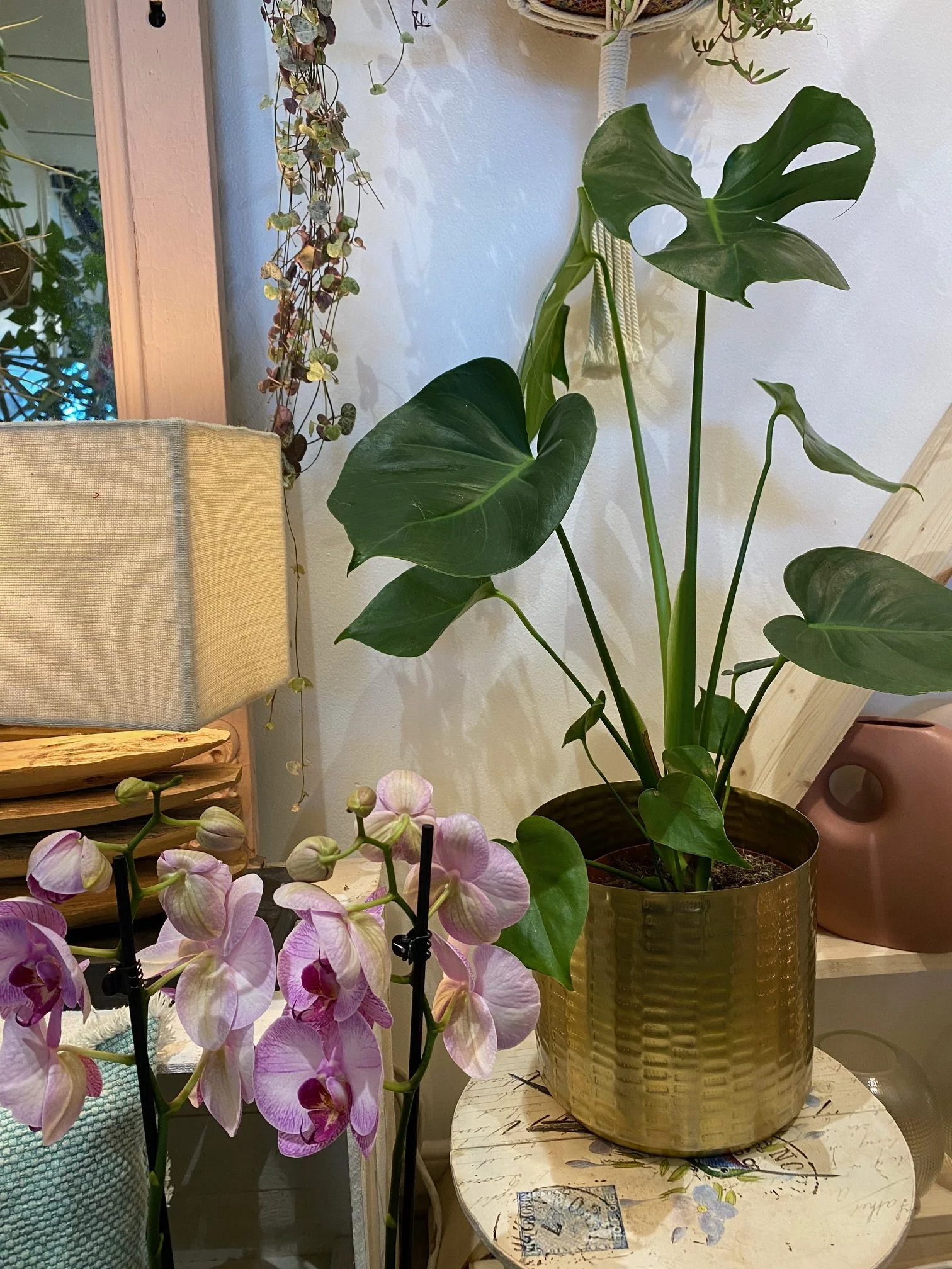 Monstera, par Gaïa, fleuriste à Ondres