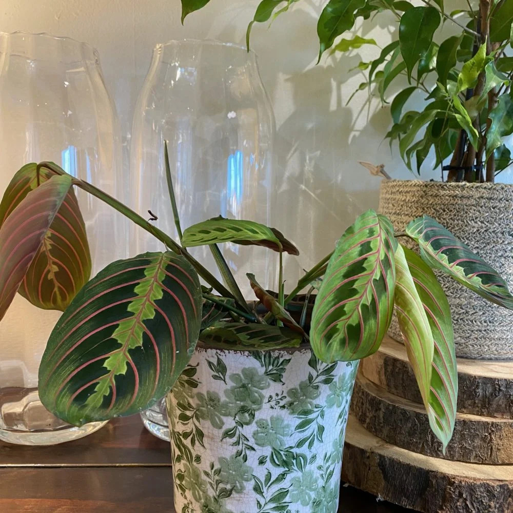 Calathéa - Maranta, par Gaïa, fleuriste à Ondres