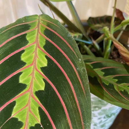 Calathéa - Maranta, par Gaïa, fleuriste à Ondres