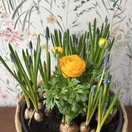 Coupe de plantes, par Ostara, fleuriste à Grenoble