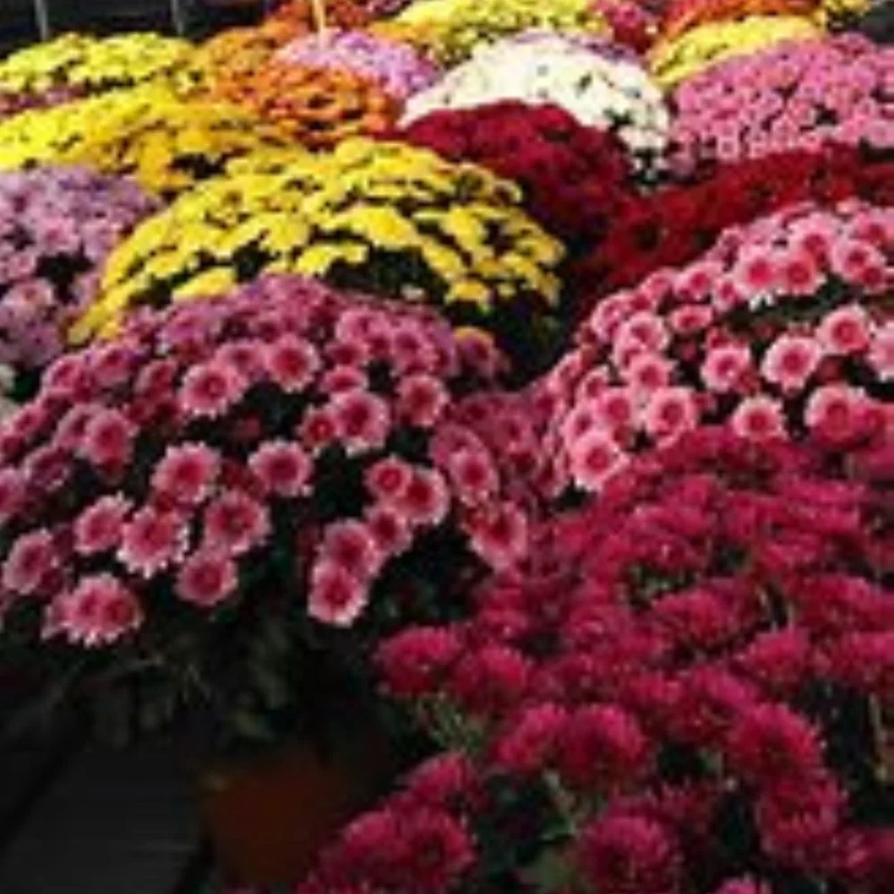 Chrysanthèmes, par Côté Fleuri, fleuriste à Pau