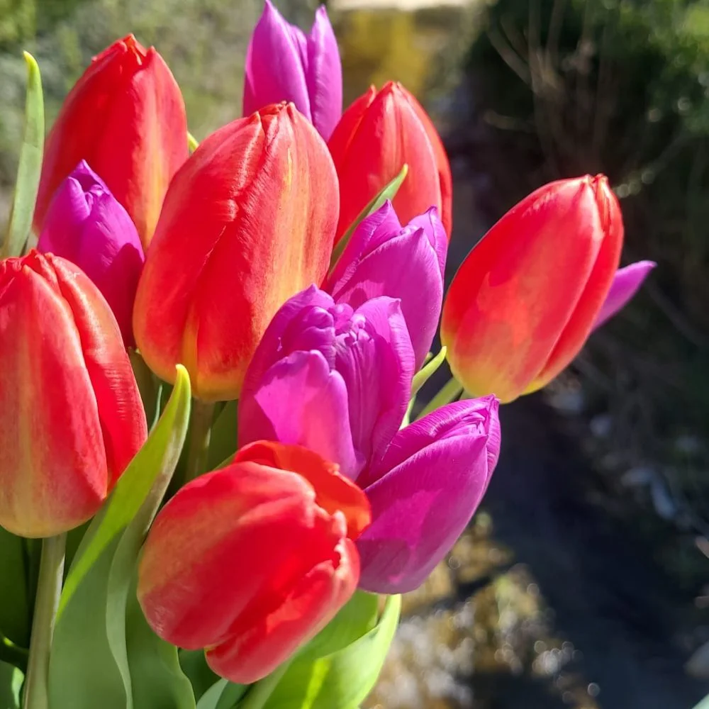 Bouquet de Tulipes, par Pom'Violette, fleuriste à Gex