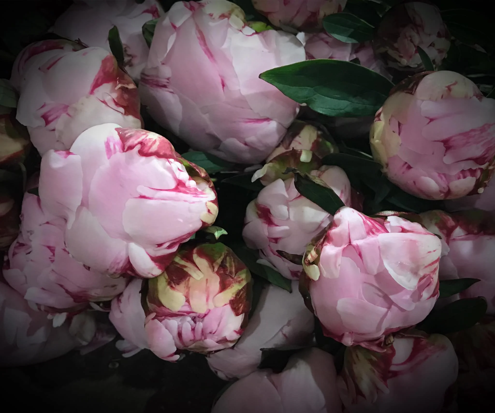 Bouquet de Pivoines, par Passion Florale, fleuriste à Duras