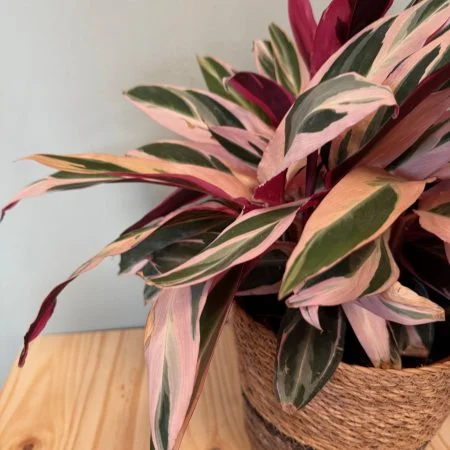 Stromanthe, par Atypique Végétal, fleuriste à Saint-Pardoux-du-Breuil