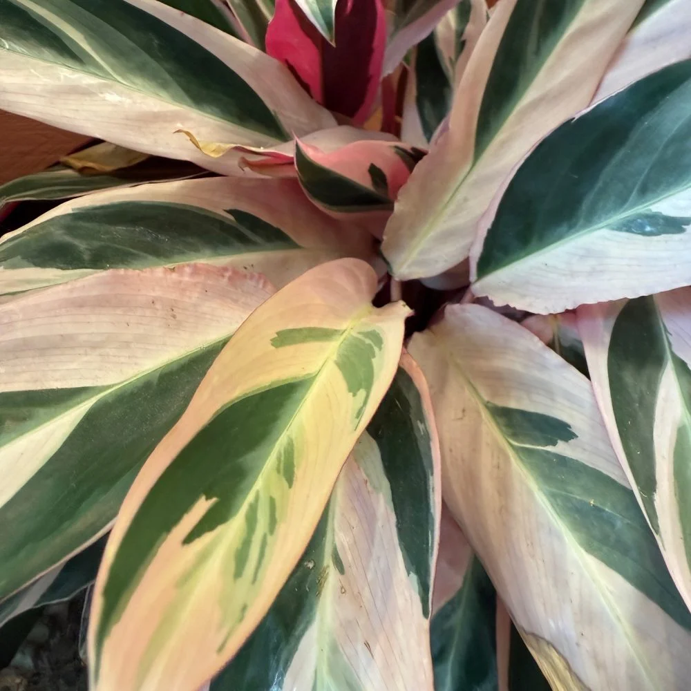 Stromanthe, par Atypique Végétal, fleuriste à Saint-Pardoux-du-Breuil