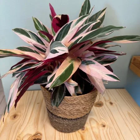 Stromanthe, par Atypique Végétal, fleuriste à Saint-Pardoux-du-Breuil