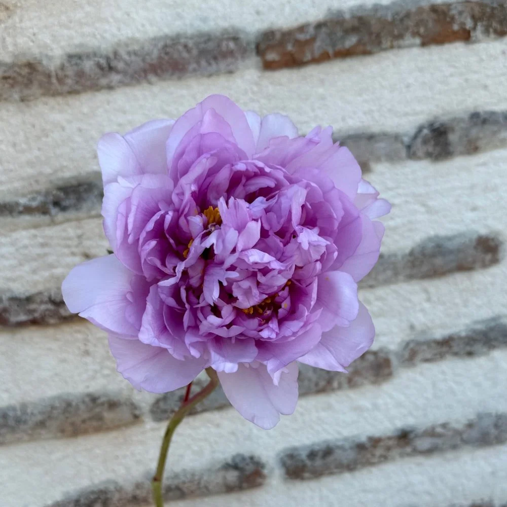 Bouquet de Pivoines, par Atypique Végétal, fleuriste à Saint-Pardoux-du-Breuil