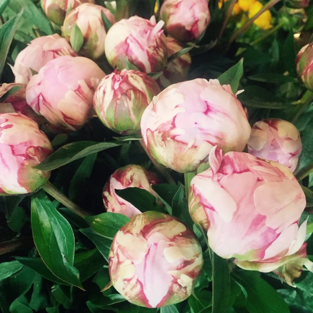 Bouquet de Pivoines, par Basille Fleurs, fleuriste à Sotteville-lès-Rouen