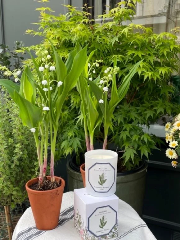 ¨Pot de Muguet, par La Maison Fleurie, fleuriste à Douai