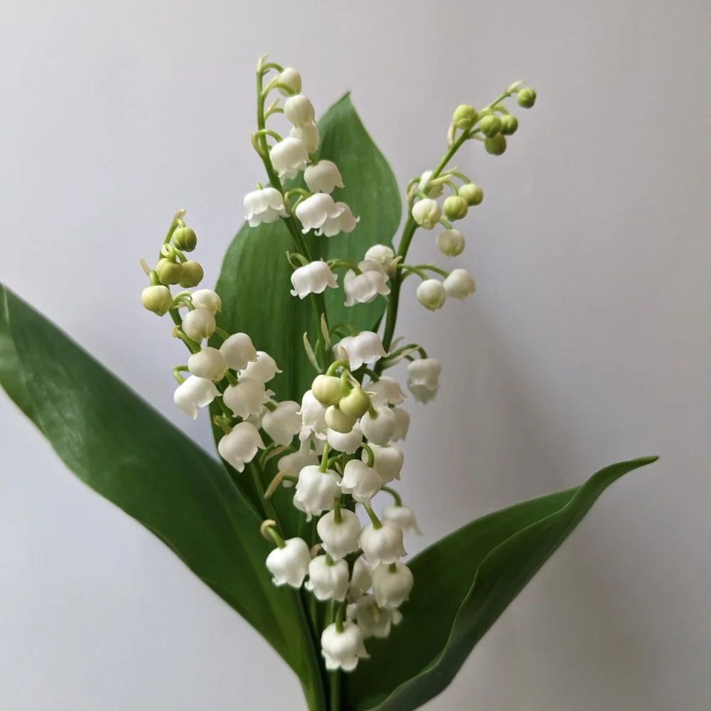 Brins de Muguet, par Ziggy, fleuriste à Marseille
