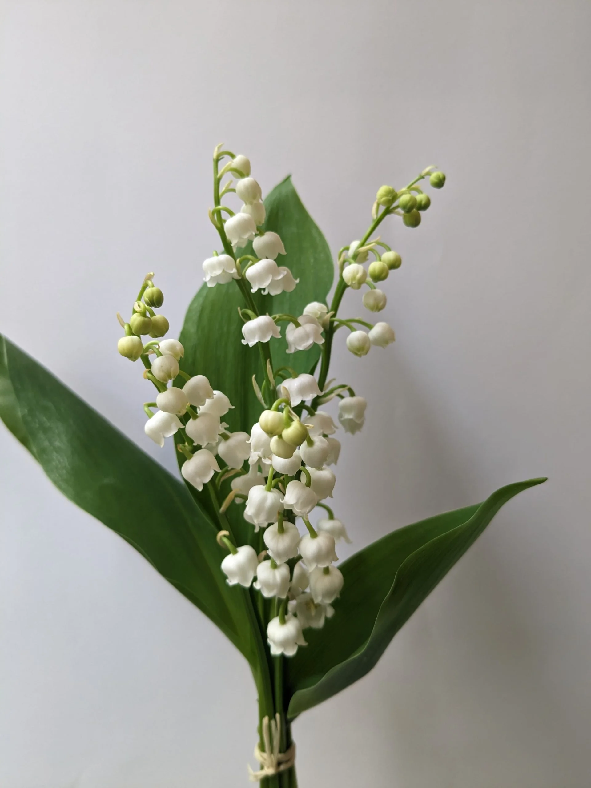 Brins de Muguet, par Ziggy, fleuriste à Marseille