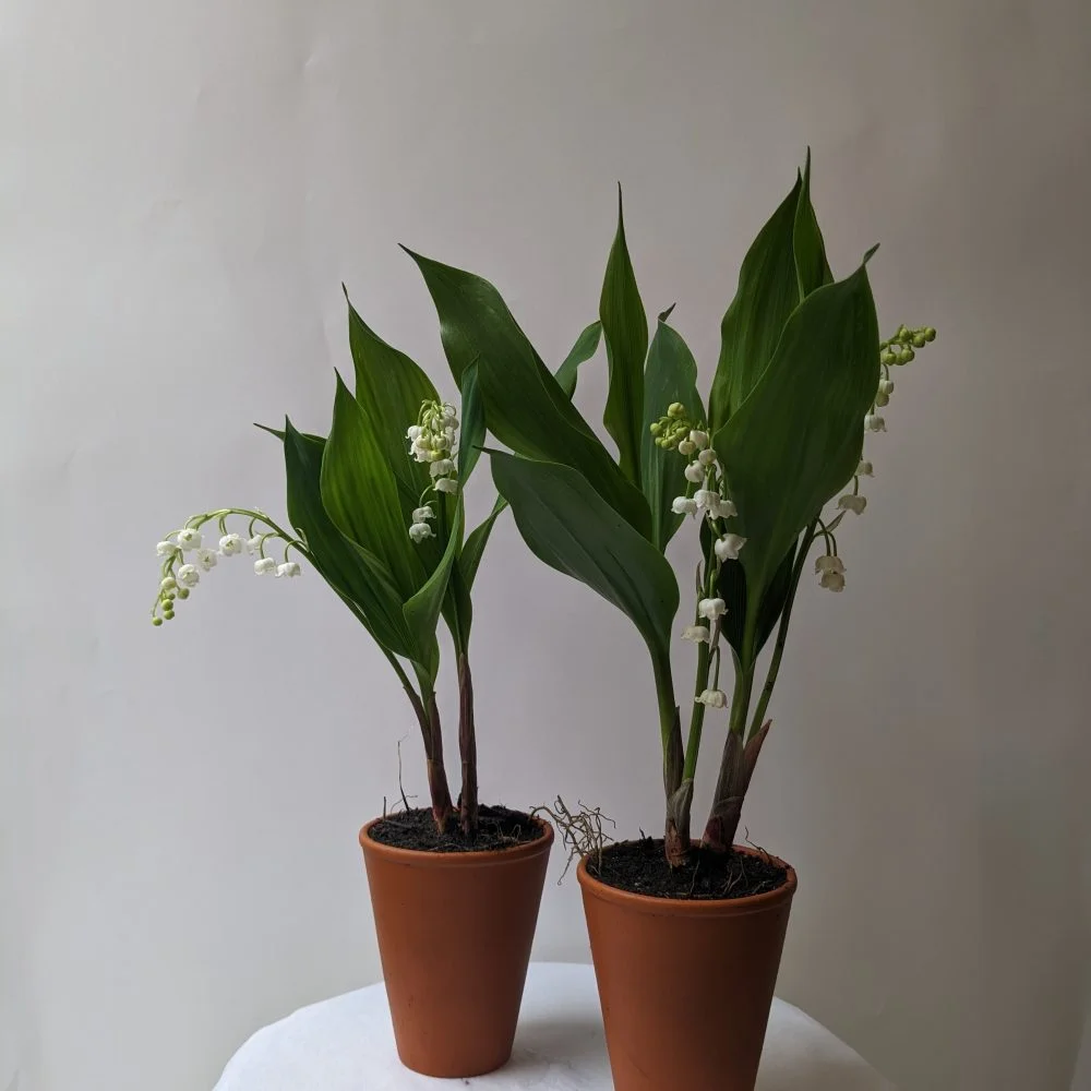 Pot de muguet du Var, par Ziggy, fleuriste à Marseille